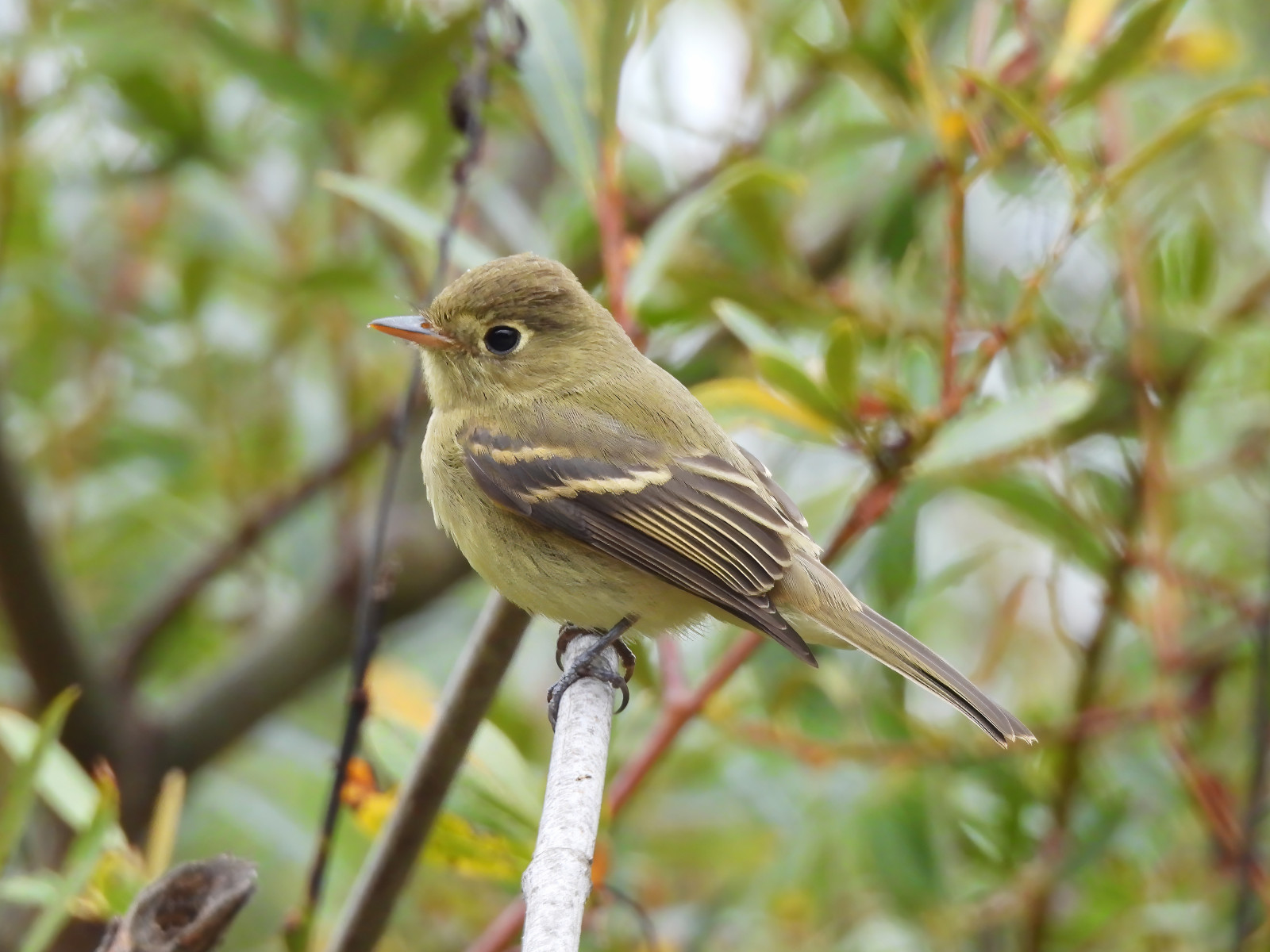 image Western Flycatcher